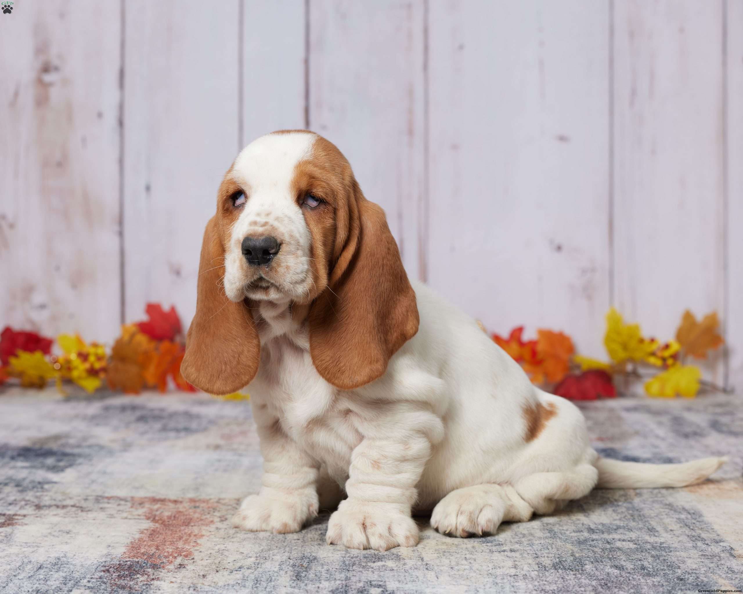Sally Basset Hound Puppy For Sale in Ohio